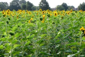 Frijthout zonnebloemen