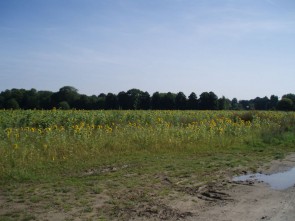 Frijthout zonnebloemen